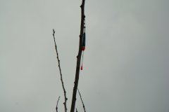 Königsfischen 2008