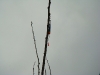 Königsfischen 2008